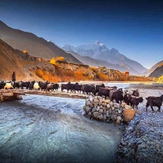 Yaks crossing a wooden bridge in the Mustang Valley, Nepal